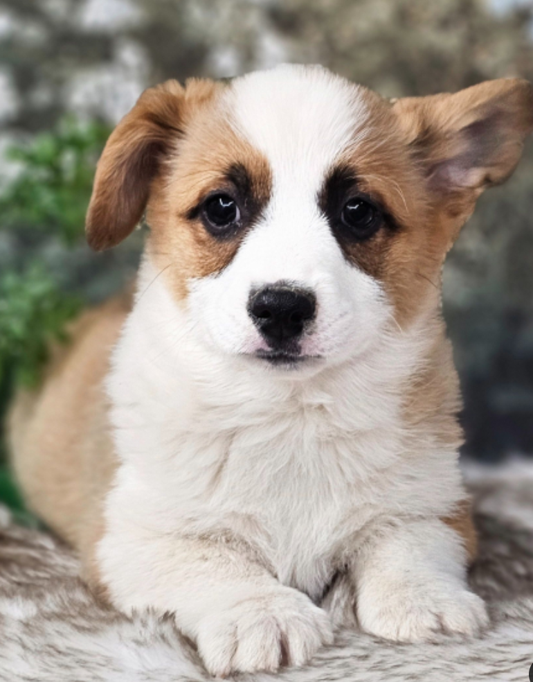 Male pembroke welsh corgi for sale