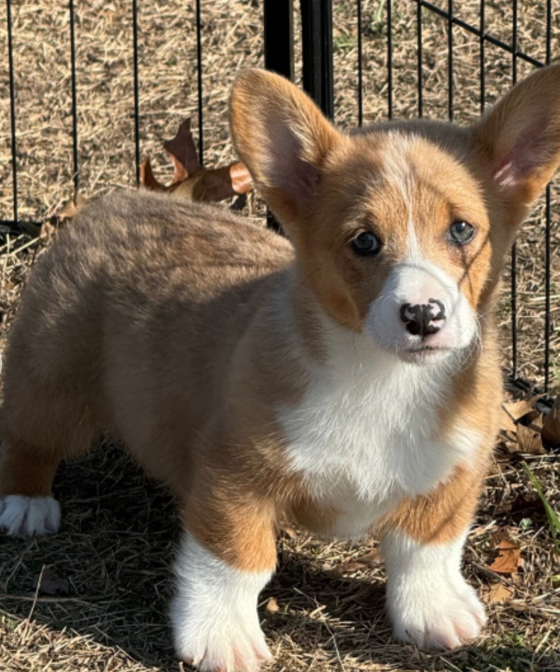 Male pembroke welsh corgi for sale