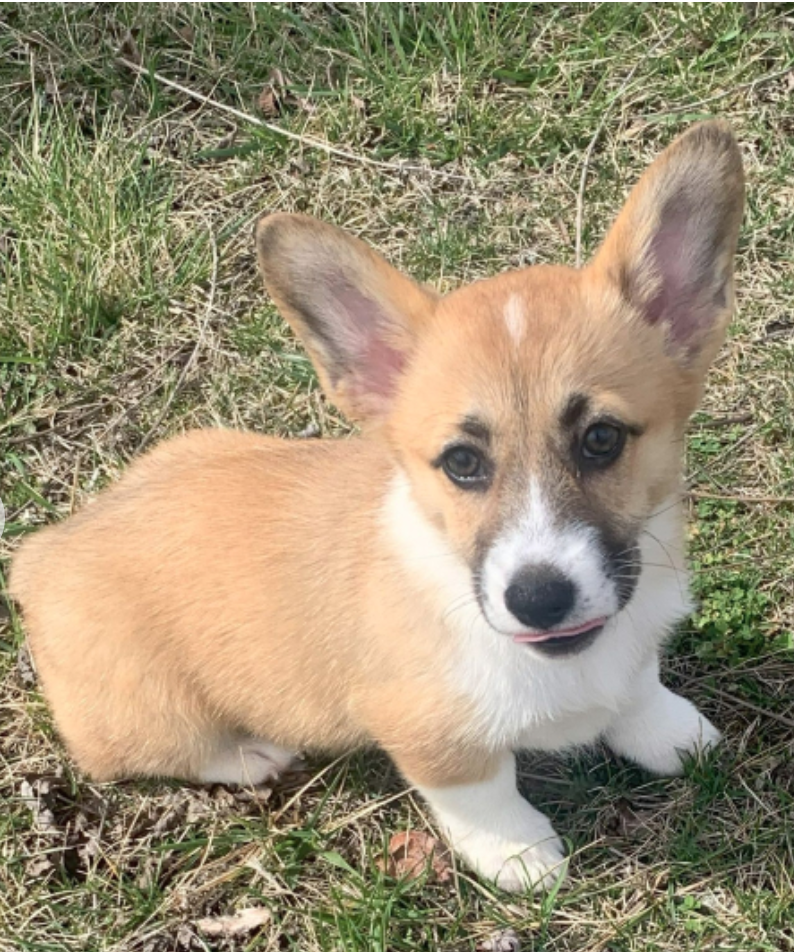 female pembroke welsh corgi for sale