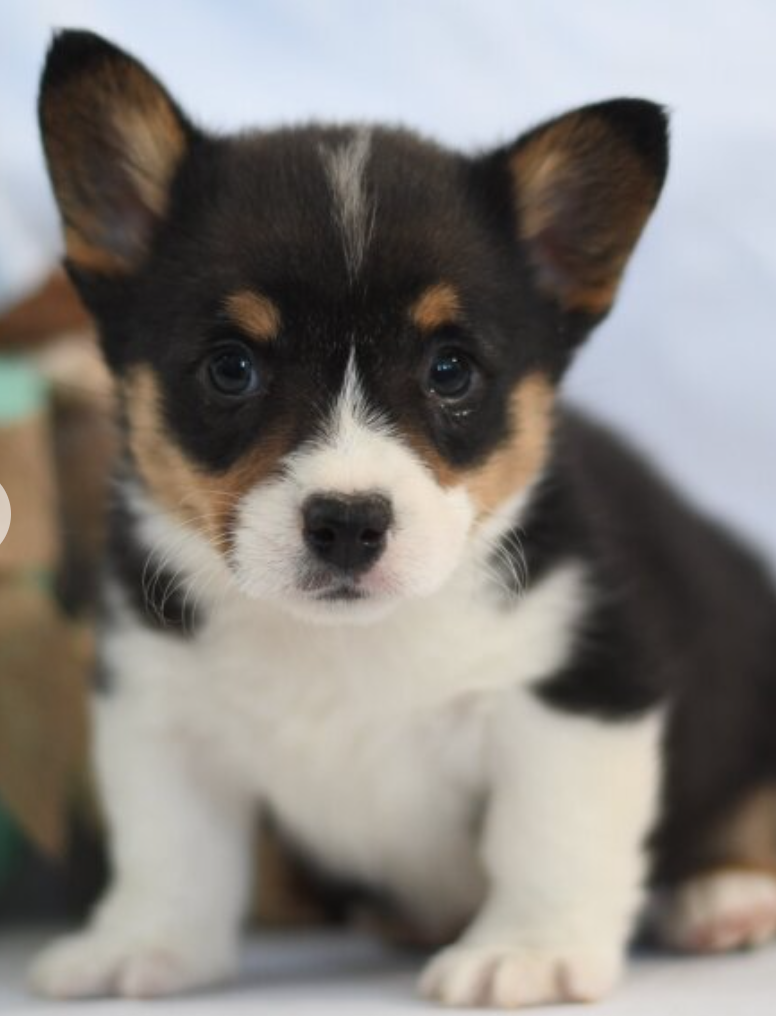 Male pembroke welsh corgi for sale