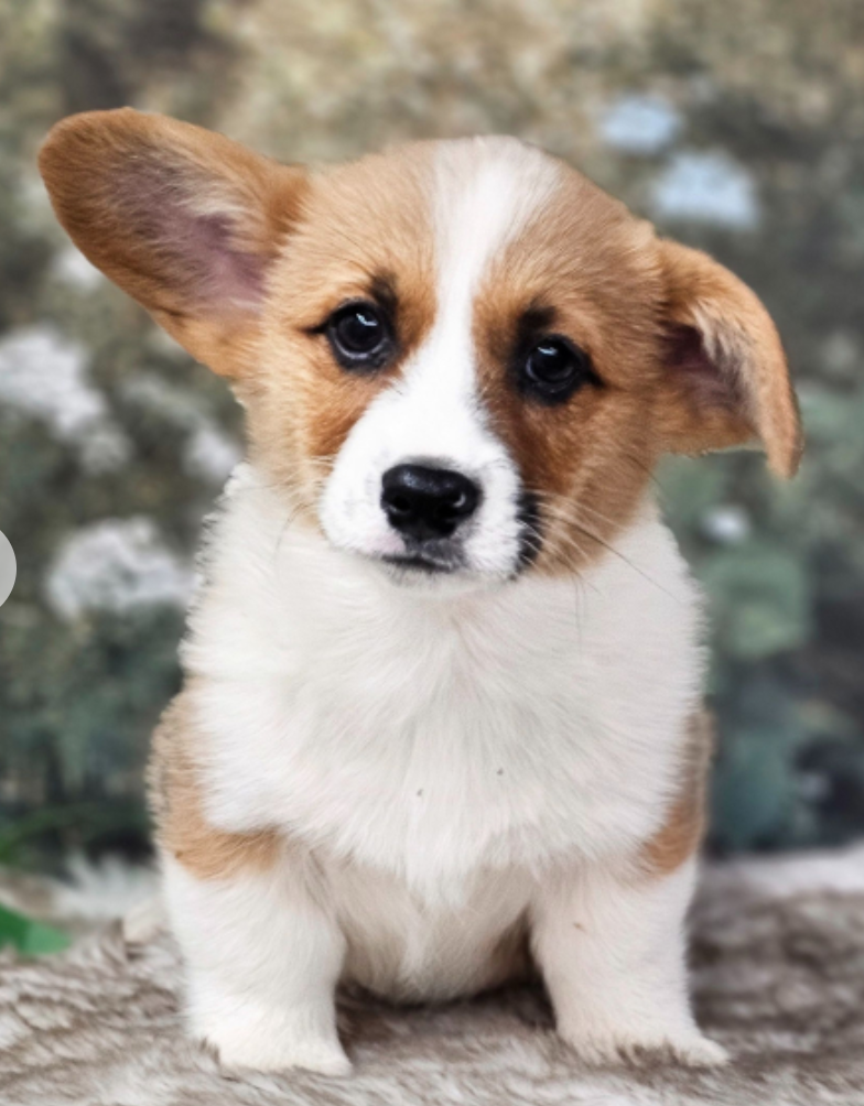 Male pembroke welsh corgi for sale