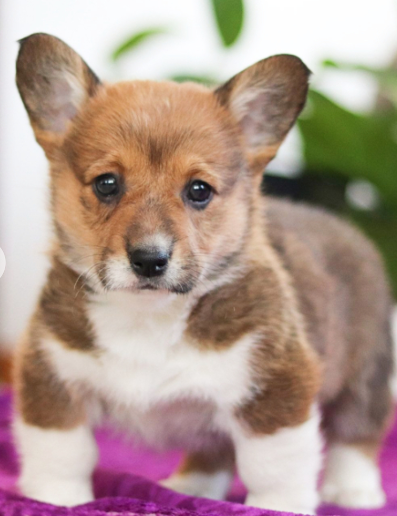 Female pembroke welsh corgi for sale