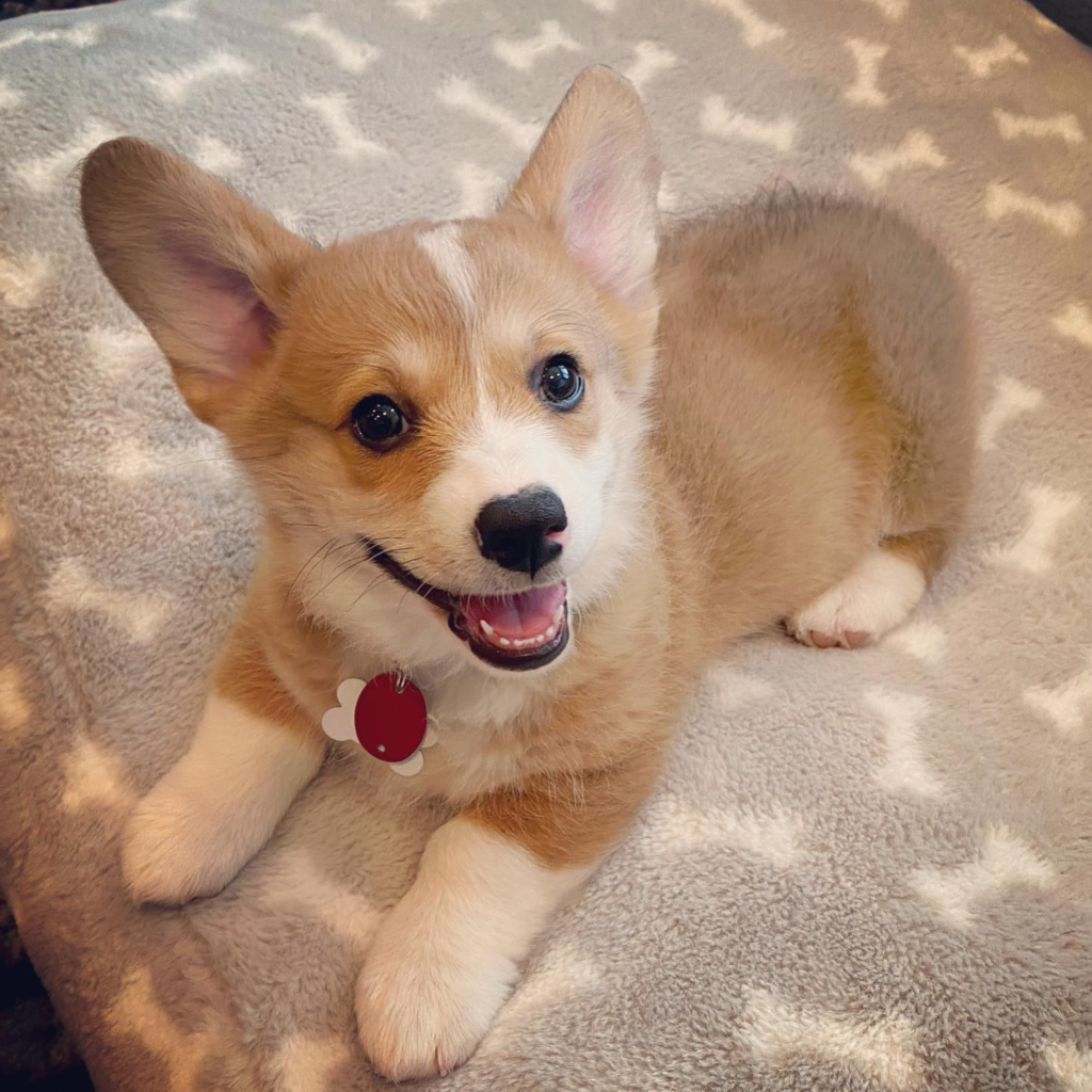 Female pembroke welsh corgi for sale