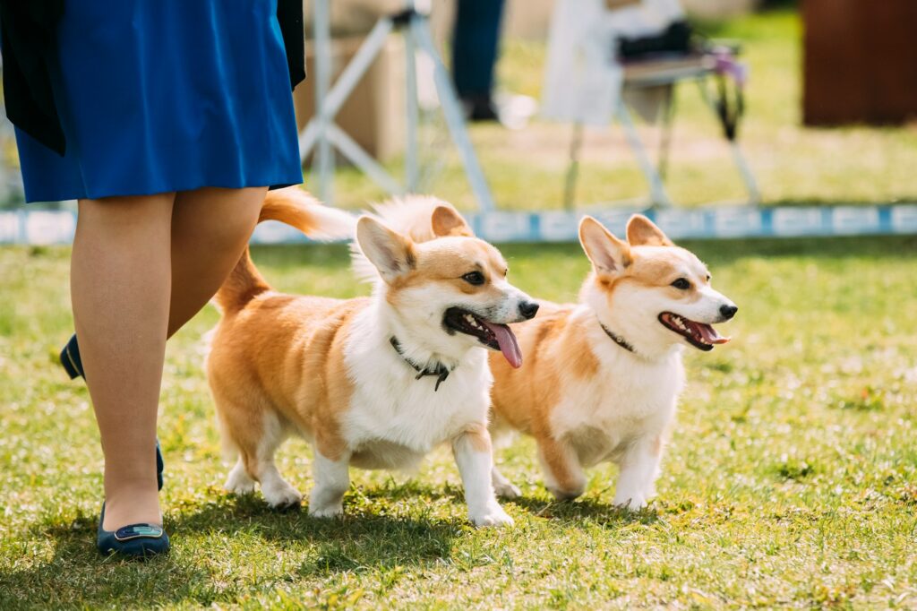 Two Funny Pembroke Welsh Corgi Dogs Running Near Woman In Green