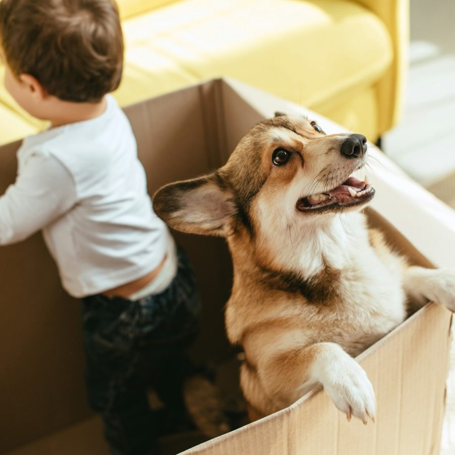 boy playing with welsh corgi dog in cardboard box