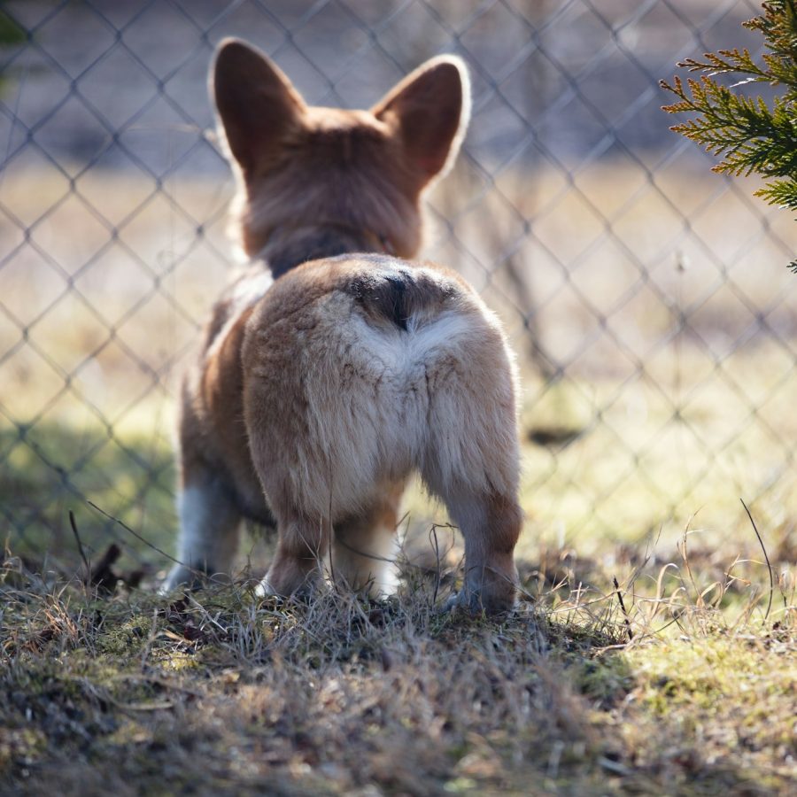 Cute Pembroke Welsh corgi puppy in the garden close-up on a blurred banner background