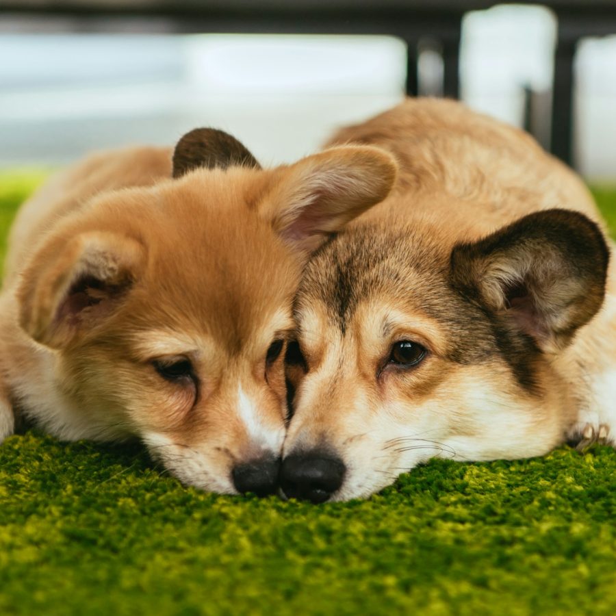 two cute welsh corgi dogs laying on green lawn at home