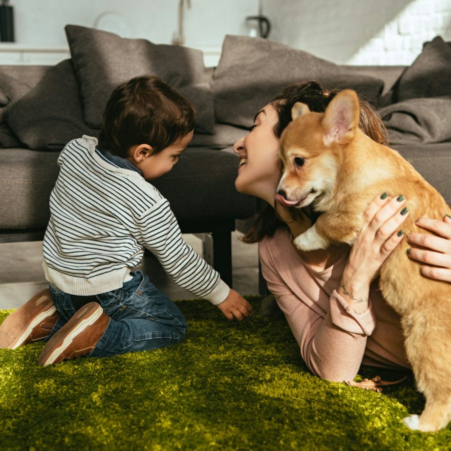 woman and her little son playing adorable welsh corgi pembroke on floor at home